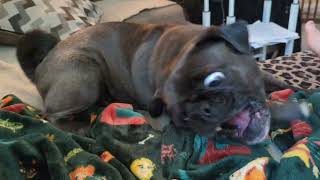 Gizmo the pug gets cranky [upl. by Bernt872]