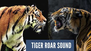 Tiger Roar Sound Effects  Tiger Sounds Angry  Loud Tiger Roar [upl. by Narod]