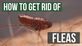 How to Get Rid of Fleas Guaranteed 4 Easy Steps [upl. by Flynn]