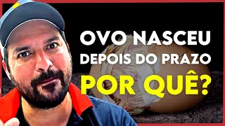 OVOS NASCENDO 2 dias depois NA CHOCADEIRA Como assim [upl. by Kavita]