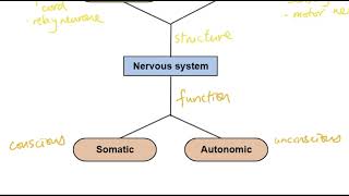 A2 Biology  Organisation of the nervous system OCR A Chapter 136 [upl. by Merrel]