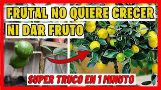 SUPER TIP DE JARDINERIA GRATIS ARBOLITO FRUTAL no quiere crecer ni dar frutos  Gio de la Rosa [upl. by Anerev]