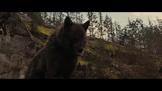 We Own The Night Wolves MV [upl. by Stulin]