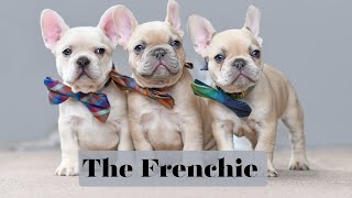 The French Bulldog  Fabulous Doggie [upl. by Dreddy]