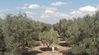 Xylella Fastidiosa  The Apocalypse of Salento [upl. by Nicolella]