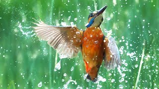 How I Photograph DIVING Kingfishers  Wildlife Photography Vlog [upl. by Zima61]