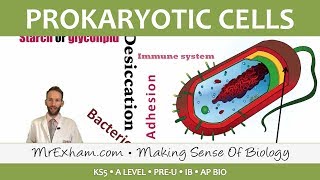 Prokaryotic Cells  Introduction and Structure  Post 16 Biology A Level PreU IB AP Bio [upl. by Aivilo]