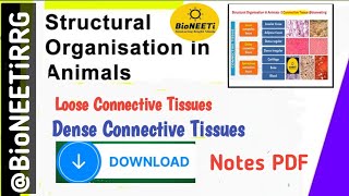 Connective Tissue 3  Loose amp Dense NEET Biology NCERT [upl. by Enelec]