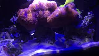 Fluval Evo 135 Gallon  Overstocked with 9 Fish [upl. by Capp]