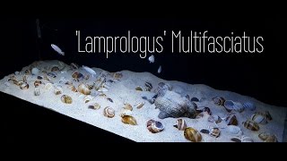 Lamprologus Multifasciatus  Lake Tanganyikan Shell Dweller [upl. by Deedahs544]