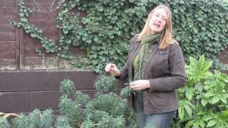 Gardening Tips Introducing Euphorbia [upl. by Ahseer]