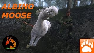 Thehunter Classic Albino Moose With 4K ULTRA HD [upl. by Janeczka324]