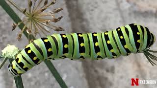 Caterpillar ID [upl. by Taran]