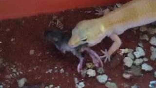 Leopard gecko eating mice [upl. by Nekcarb]