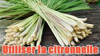 Comment préparer et utiliser de la citronnelle [upl. by Kassity]