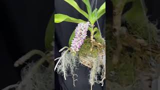 Rhynchostylis retusa  Foxtail Orchid [upl. by Pape912]