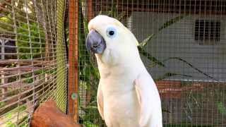 Cockatoo Parrot Talking Waving Dancing amp Singing  Bird Gardens of Naples [upl. by Jovia]