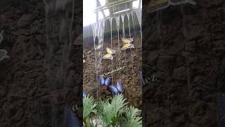 Cascada en el Mariposario de Chapultepec 🇲🇽 nature chapultepec cascada travel travelvlog [upl. by Eseela245]