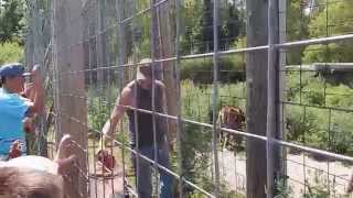 Bengal Tigers Feeding Time  DeYoung Family Zoo  Jason Asselin [upl. by Royden863]