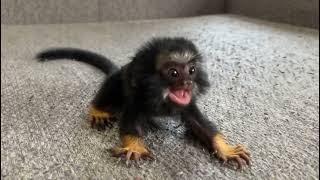 Adorable Tiny Tamarin and marmoset monkey [upl. by Vivia]