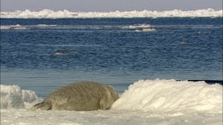 Zeehonden met watervrees  Funnymals  VTM [upl. by Akihsal]