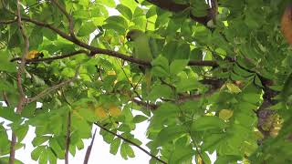 Rose ringed parakeet [upl. by Htomit]