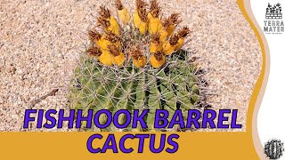 FERROCACTUS WISLENZI quotFishhook Barrel Cactusquot Information Description amp More [upl. by Ahsaercal]