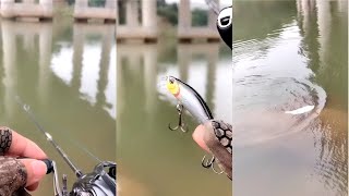 Fishing How to Bait Casting With Minnow Floating Wobbler Fishing Bait [upl. by Alhan325]