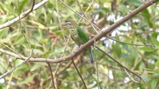 White Cheeked Barbet Call [upl. by Immij691]