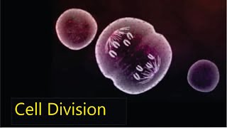 Cell division Mitosis and Meiosis [upl. by Calmas501]