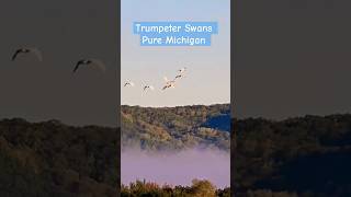 Trumpeter Swans over the Manistee River puremichigan nationalforest manisteeriver mrt [upl. by Lenard253]