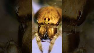 Top😱 Araneidae Spider 🕷️subscribe [upl. by Sirama]