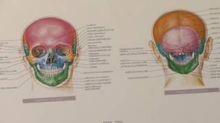 Otorinolaringoiatria pediatrica le adenoidi e le tonsille [upl. by Hodgkinson]