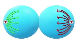 Mitotic Cell Division Explained Phases Process and Importance in Biology [upl. by Sokairyk662]