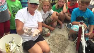 Loggerhead Sea Turtle Nest Excavation [upl. by Elburt]