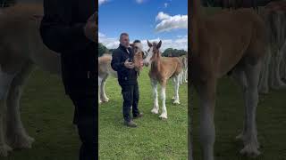 A day with Clydesdale Foals part 5 [upl. by Egdirdle]