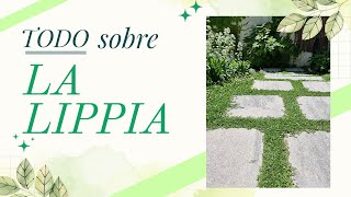 🍀Lippia nodiflora  Phyla lipia  Sustituto del cesped y cubresuelos 🍀 [upl. by Maggs]