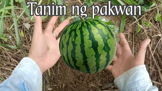 MAGTANIM NG PAKWAN🍉 [upl. by Martinelli963]