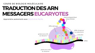 TRADUCTION CHEZ LES EUCARYOTES  ACIDES NUCLEIQUES [upl. by Elamaj580]