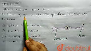 Bipolar neurons occur in 1 Retina of eye2 Olfactory epithelium 3 Inner ear 4 Brain  C [upl. by Lura278]