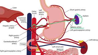 Gastrointestinal Arteries for the USMLE Step 1 [upl. by Rogerio]