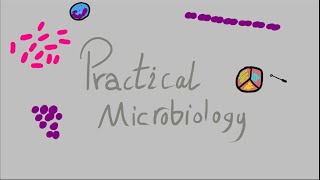 Practical Micro  Gram ve bacilli العصيات سلبية الغرام [upl. by Annauqal]