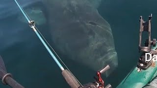 Visited by Basking Sharks [upl. by Menard422]