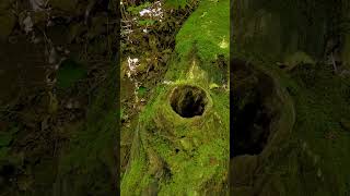 Moss Growing on a fallen tree nature naturelovers naturephotography wilderness green velvet [upl. by Magdala]