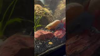 Fish chillin in planted aquariums Tanganyikan Cichlids Rainbow Shark Corydora [upl. by Bert]