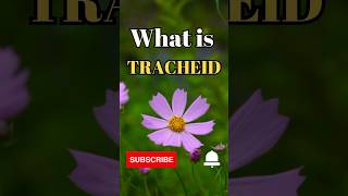 What is Tracheids shorts facts biology [upl. by Odessa]