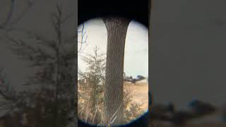 Watching geese and found a snow goose here in Wisconsin wisconsin snowgoose waterfowl sitka [upl. by Norabel]