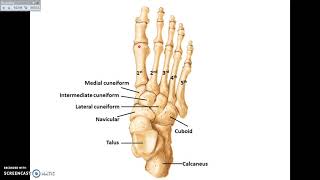 Overview of Lower Limb 1  Bones and joints  Dr Ahmed Farid [upl. by Egwin331]