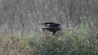 Marsh Harrier [upl. by Padgett]