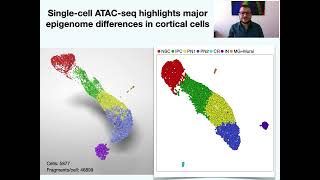 E014Singlecell multiomics data reveals extensive epigenome remodeling during cortical development [upl. by Eneiluj]